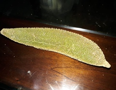 Amphilophium crucigerum