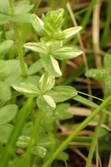 Cruciata glabra krylovii