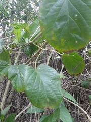 Amphilophium crucigerum