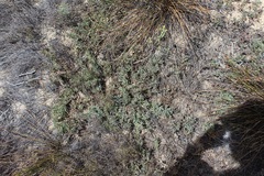 Rafnia diffusa