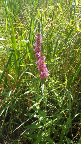 purple loosestrife