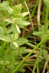 Cruciata glabra krylovii