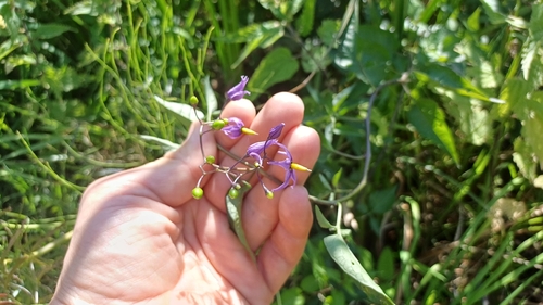 bittersweet nightshade