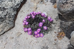 Esterhuysenia alpina
