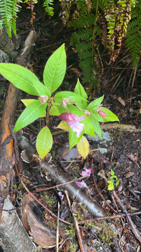 Himalayan balsam