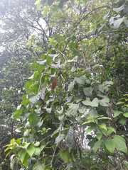 Amphilophium crucigerum