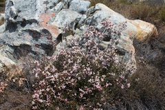 Erica denticulata