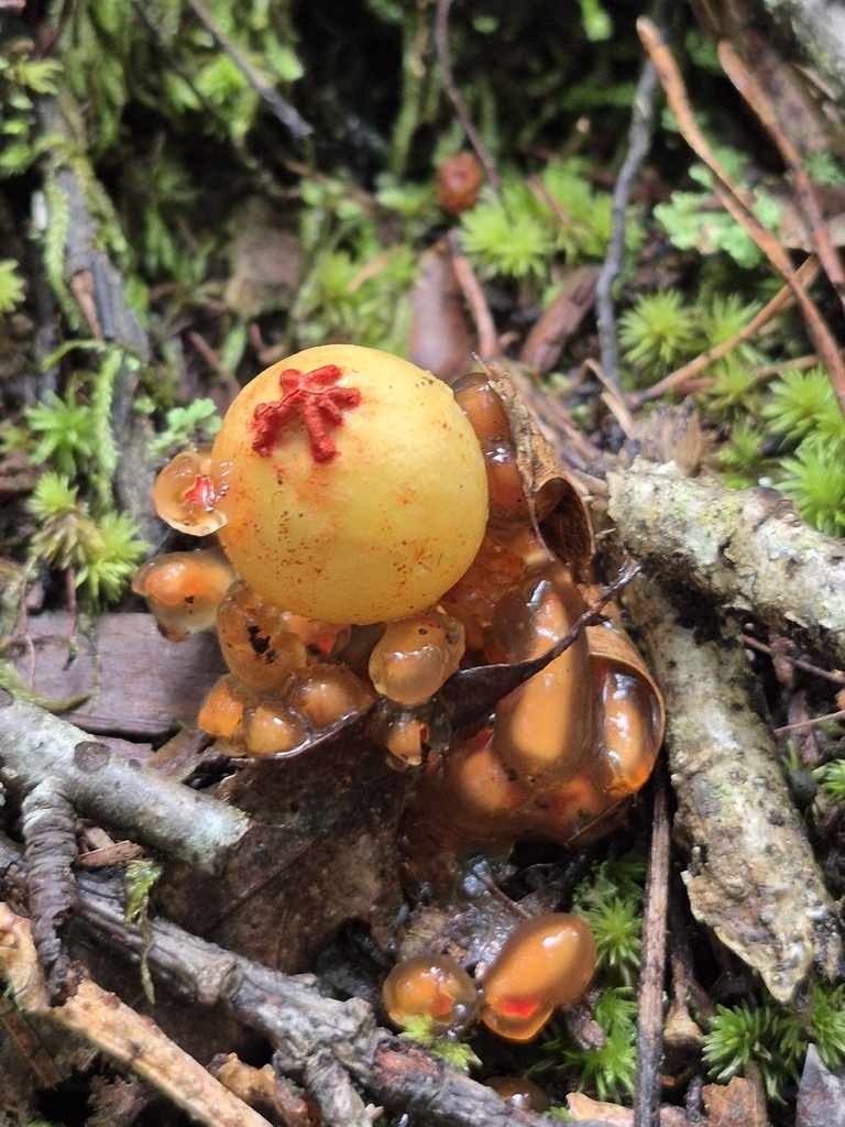 stalked puffball-in-aspic · August 2026 · photo: Photo: (c) Nina Grauley, some rights reserved (CC BY) · iNaturalist