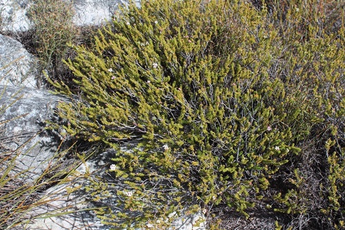 Image of Acmadenia teretifolia by (c) Brian du Preez, some rights reserved (CC BY-SA)