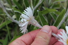 Celmisia spectabilis