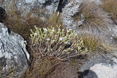 Lachnaea pomposa