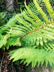 Dryopteris affinis