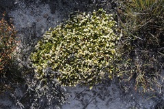 Lachnaea laniflora