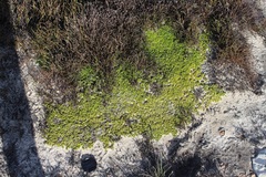 Aspalathus pedicellata