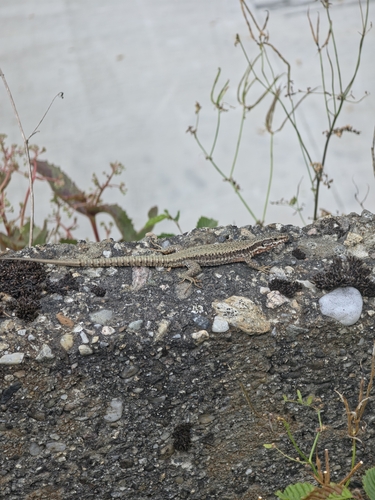 Common Wall Lizard