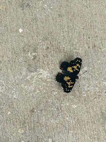 Poecile Checkerspot