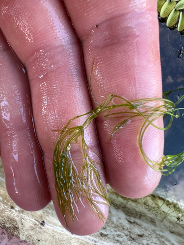 Nitella mucronata, 2026-08-08