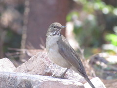 Turdus assimilis