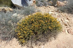 Aspalathus triquetra