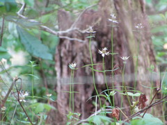 Monarda russeliana