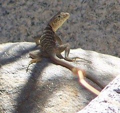 Crotaphytus vestigium