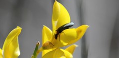 Lytta crotchii