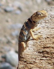 Crotaphytus vestigium