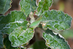 Callophrys viridis