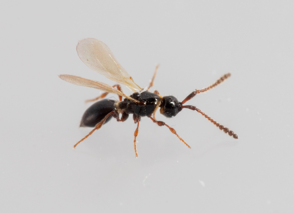 Tetramopria