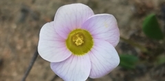 Oxalis monophylla