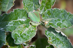 Callophrys viridis