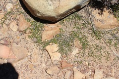 Aspalathus divaricata divaricata