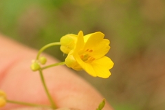 Draba sibirica