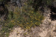 Rafnia diffusa