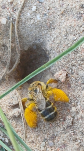Common Pantaloon Bee