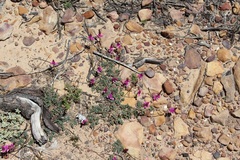 Indigofera sp-aff-humifusa