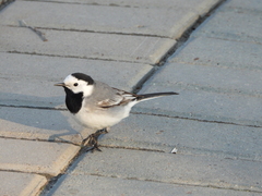 Motacilla alba