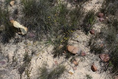 Lebeckia pauciflora
