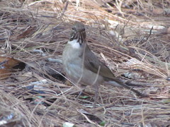 Turdus assimilis
