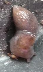 Gastropoda