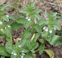 Sideritis romana