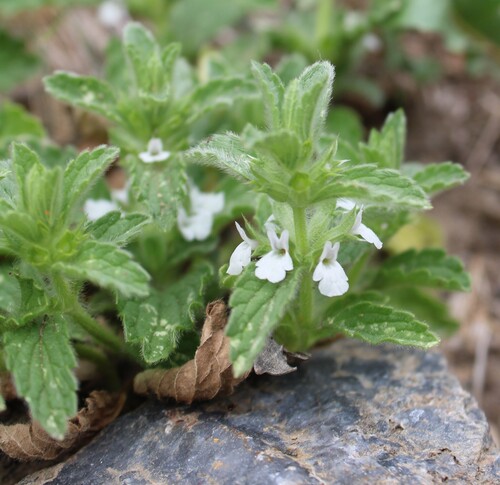 Sideritis romana, photograph 1