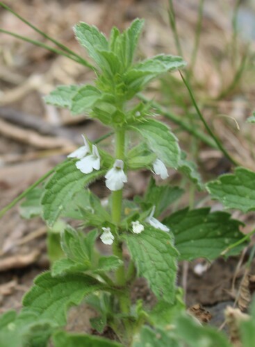 Sideritis romana, photograph 3