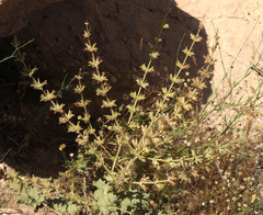 Salvia palaestina
