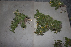 Aspalathus pedicellata