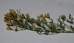 Rafnia diffusa