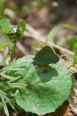 Callophrys viridis