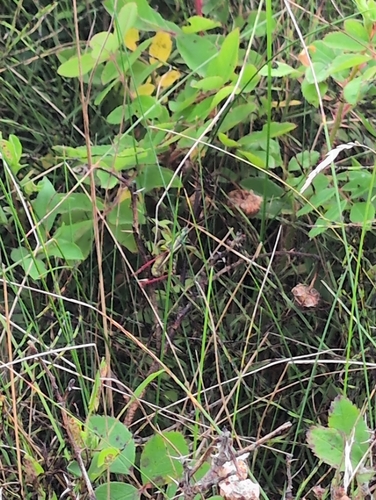 Marsh meadow grasshopper