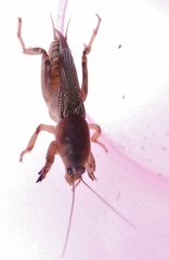 Neoscapteriscus vicinus