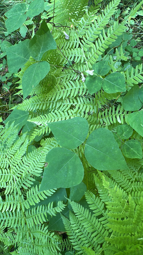American hog-peanut